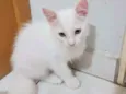 Gael