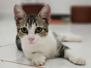 Gato raça SRD idade 2 a 6 meses nome Lisa