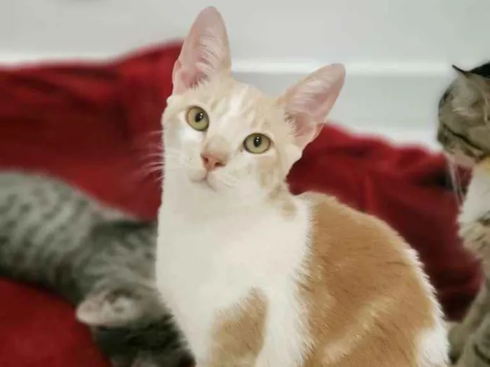Gato ra a SRD idade 7 a 11 meses nome Brad