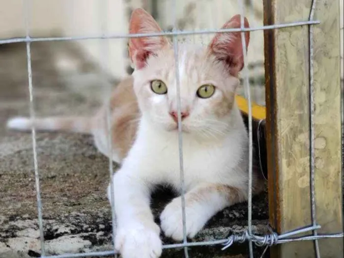 Gato ra a SRD idade 7 a 11 meses nome Brad