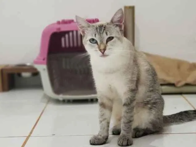 Gato ra a SRD idade 1 ano nome Alice