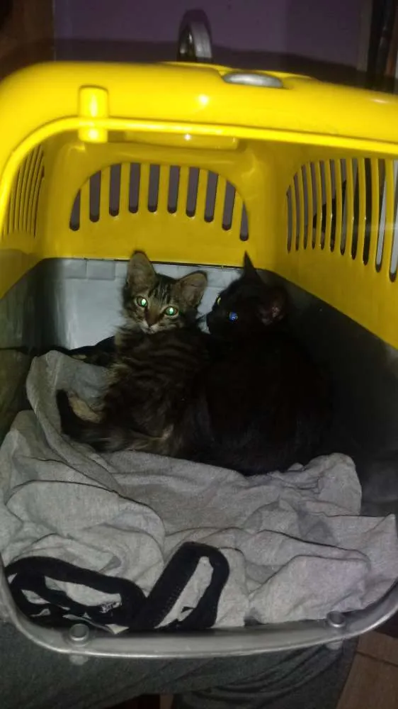 Gato ra a Vira Lata idade 2 a 6 meses nome Indefinido