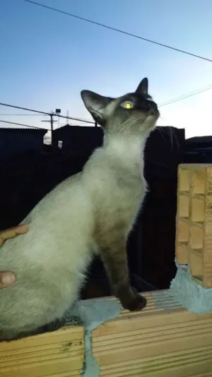 Gato raça Cianesa idade 6 ou mais anos nome LiLi 