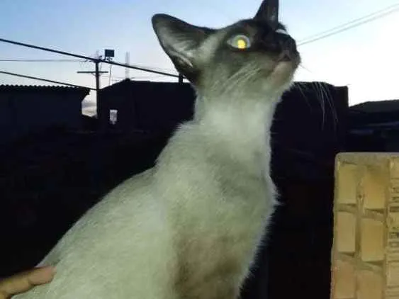 Gato raça Cianesa idade 6 ou mais anos nome LiLi 