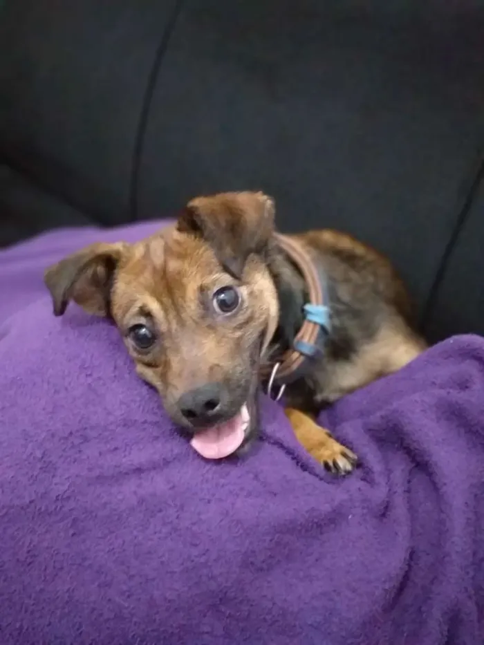 Cachorro ra a Sem raça definida  idade 2 anos nome Jade