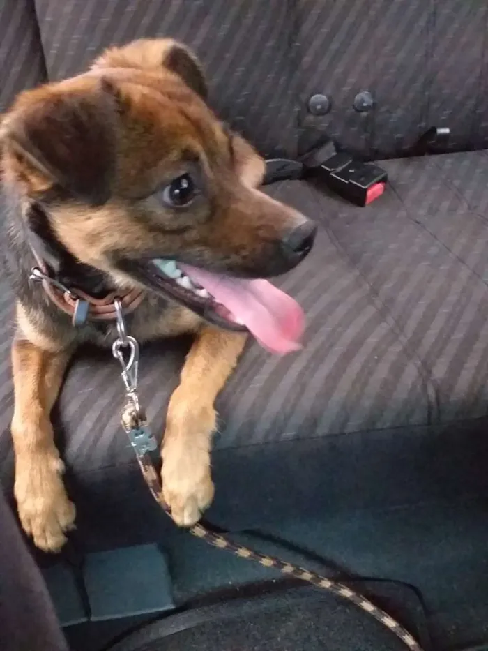 Cachorro ra a Sem raça definida  idade 2 anos nome Jade