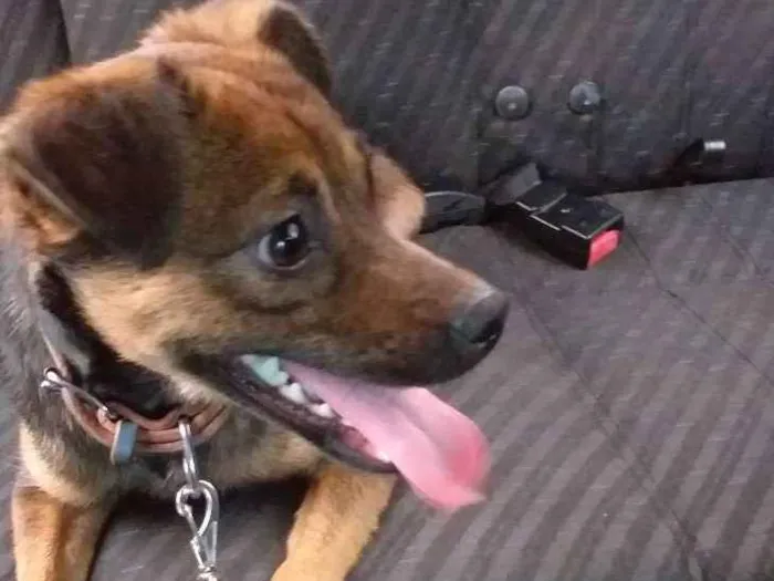 Cachorro ra a Sem raça definida  idade 2 anos nome Jade