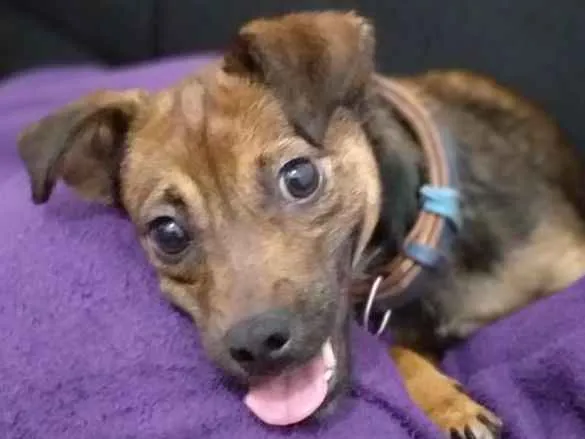 Cachorro ra a Sem raça definida  idade 2 anos nome Jade