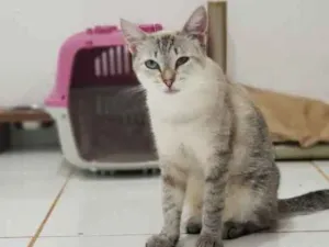 Gato raça SRD idade 1 ano nome Alice