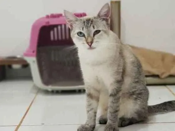 Gato ra a SRD idade 1 ano nome Alice
