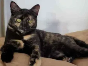 Gato raça SRD idade 1 ano nome Flor
