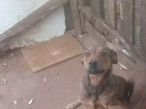 Cachorro ra a Mãe burriler e pai pit bull idade 1 ano nome Meg 