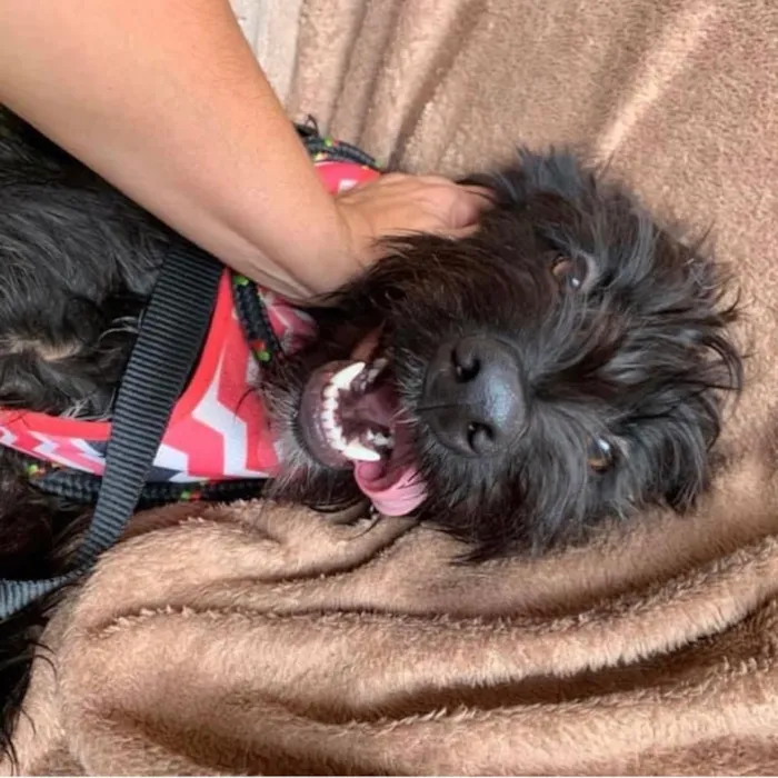 Cachorro ra a Srd idade 1 ano nome Lenine 