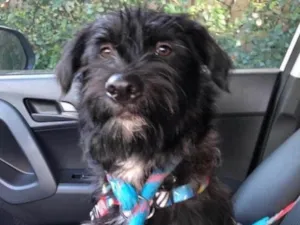 Cachorro raça Srd idade 1 ano nome Lenine 