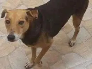 Cachorro ra a Mestiço idade 6 ou mais anos nome Max