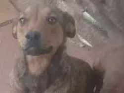 Cachorro ra a Mãe burriler e pai pit bull idade 1 ano nome Meg 