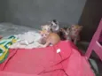 Gato