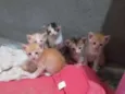 Gato