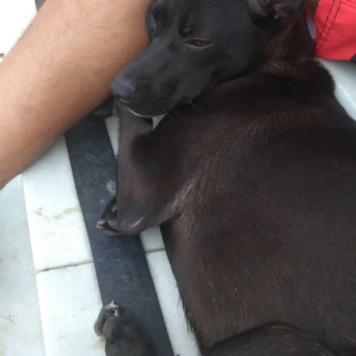 Cachorro ra a Vira lata idade 7 a 11 meses nome Ninha