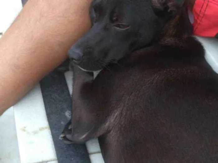 Cachorro ra a Vira lata idade 7 a 11 meses nome Ninha