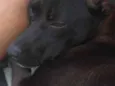 Ninha