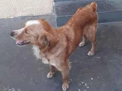 Cachorro ra a Nao Definida idade 2 anos nome Mel