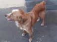 Mel