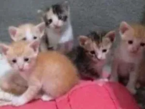 Gato raça  idade Abaixo de 2 meses nome Gato