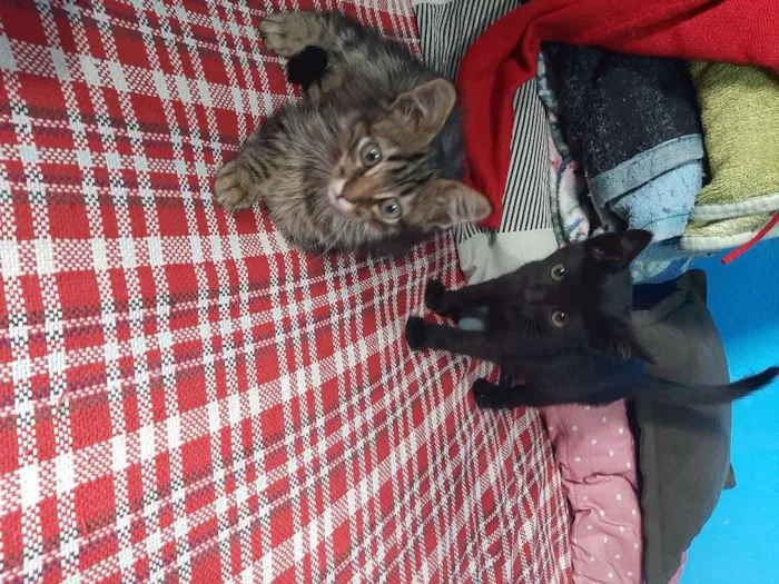 Gato ra a Vira Lata idade 2 a 6 meses nome Indefinido