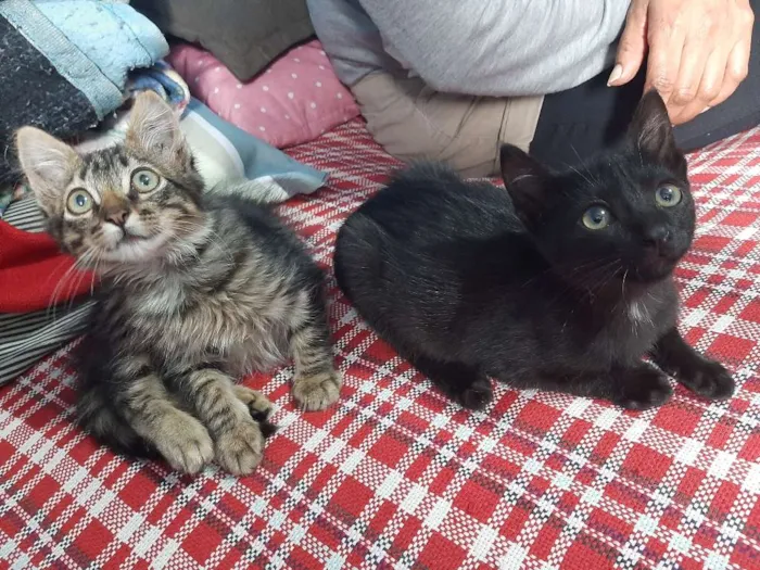 Gato ra a Vira Lata idade 2 a 6 meses nome Indefinido
