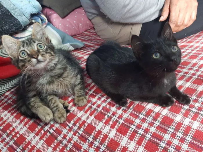 Gato ra a Vira Lata idade 2 a 6 meses nome Indefinido