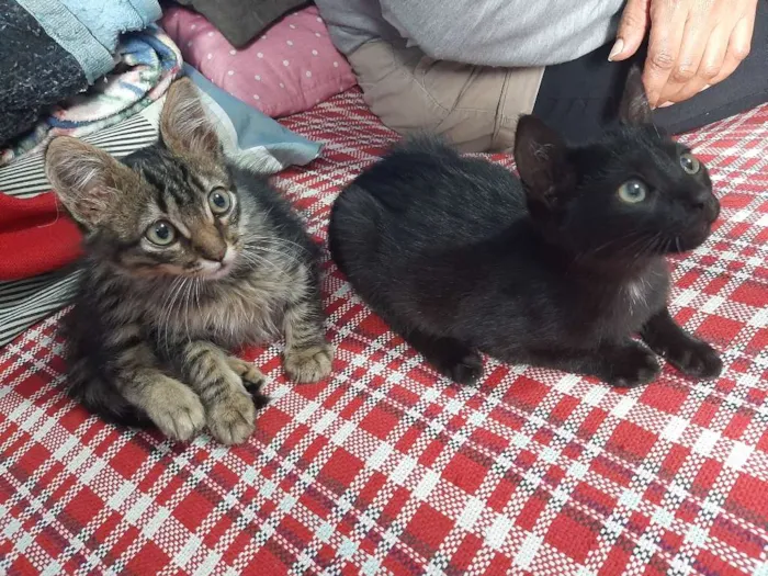 Gato ra a Vira Lata idade 2 a 6 meses nome Indefinido