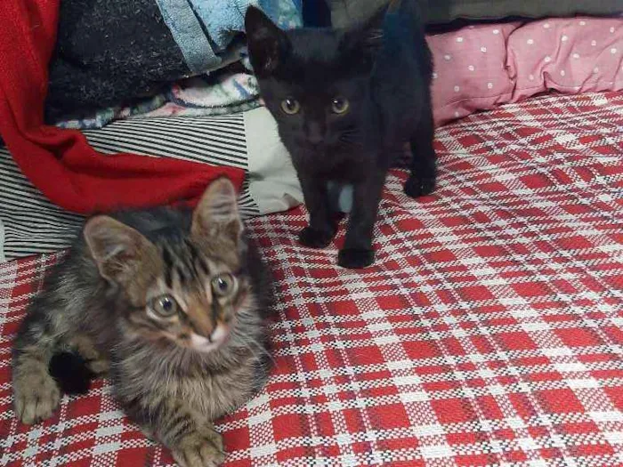 Gato ra a Vira Lata idade 2 a 6 meses nome Indefinido