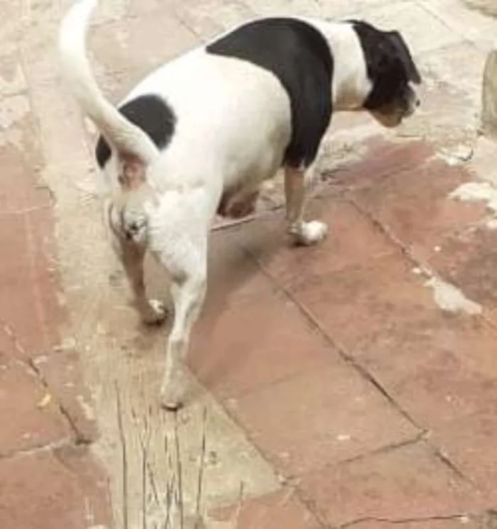 Cachorro ra a SRD idade 3 anos nome Luna castrada