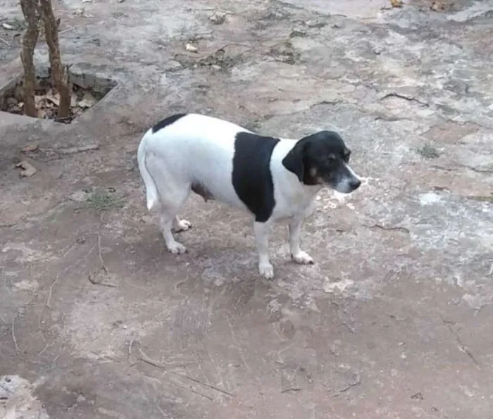 Cachorro ra a SRD idade 3 anos nome Luna castrada