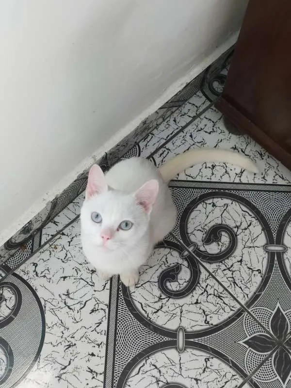 Gato ra a  idade 1 ano nome Bruce Wayne