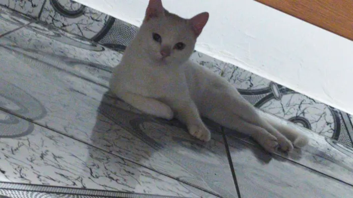 Gato ra a  idade 1 ano nome Bruce Wayne
