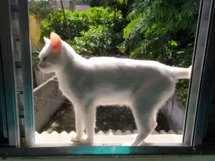Gato ra a  idade 1 ano nome Bruce Wayne