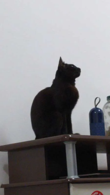 Gato ra a  idade 1 ano nome Batman