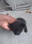 Gatinho Filhote
