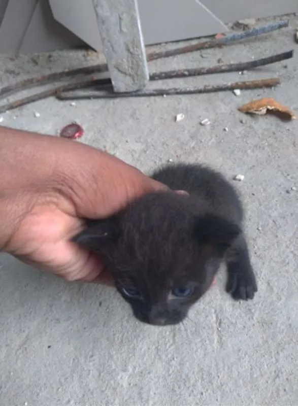 Gato ra a Desconhecido idade Abaixo de 2 meses nome Gatinho Filhote