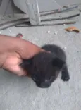 Gatinho Filhote