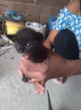 Gatinho Filhote