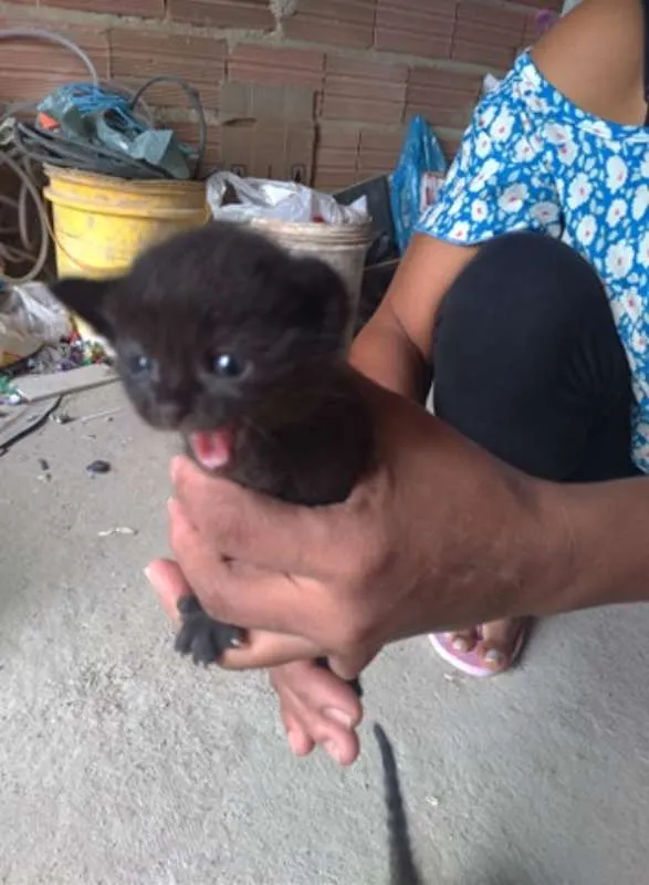 Gato ra a Desconhecido idade Abaixo de 2 meses nome Gatinho Filhote