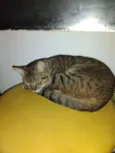 Tikininho