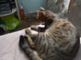 Tikininho