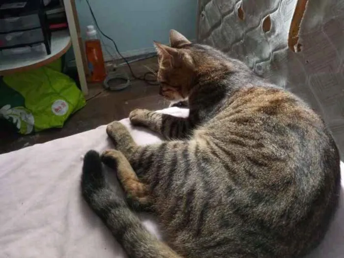 Gato ra a  idade 1 ano nome Tikininho