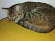 Tikininho