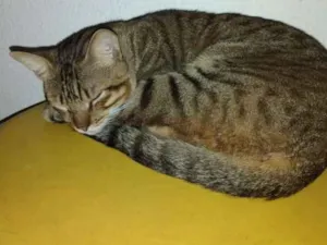 Gato raça  idade 1 ano nome Tikininho
