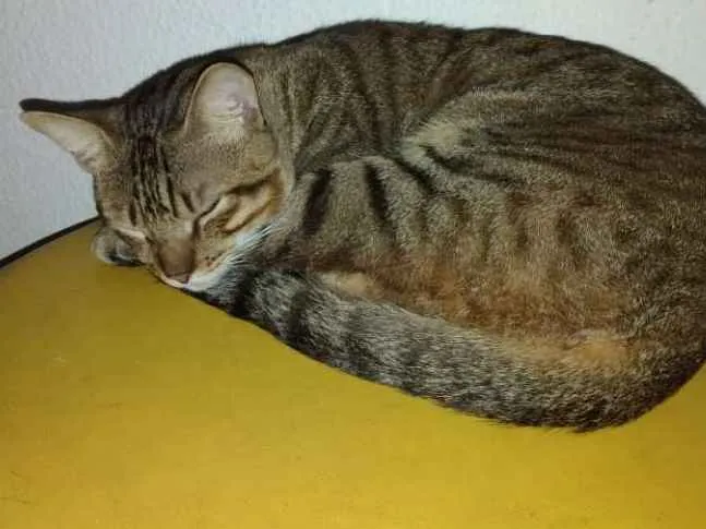 Gato ra a  idade 1 ano nome Tikininho
